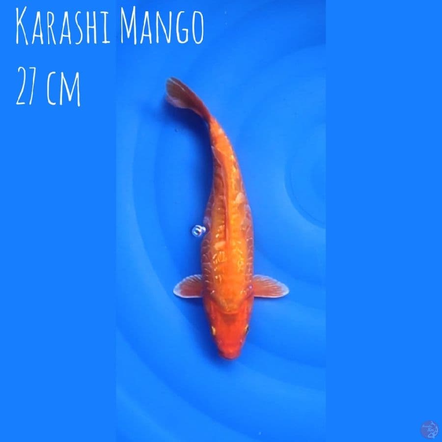 Karashi Mango Aragoke 27 cm