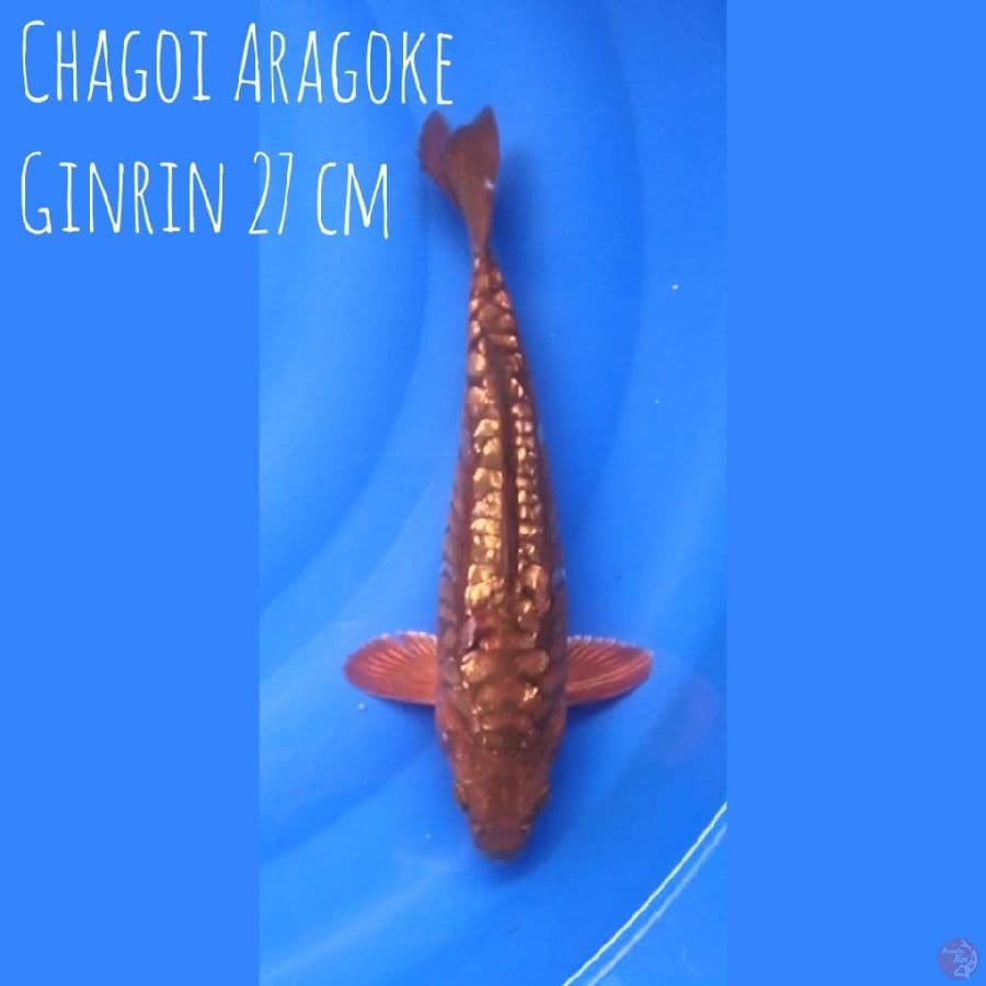 Chagoi Aragoke Ginrin 27 cm