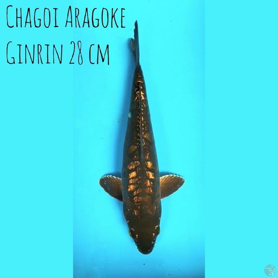 Chagoi Aragoke Ginrin 28 cm