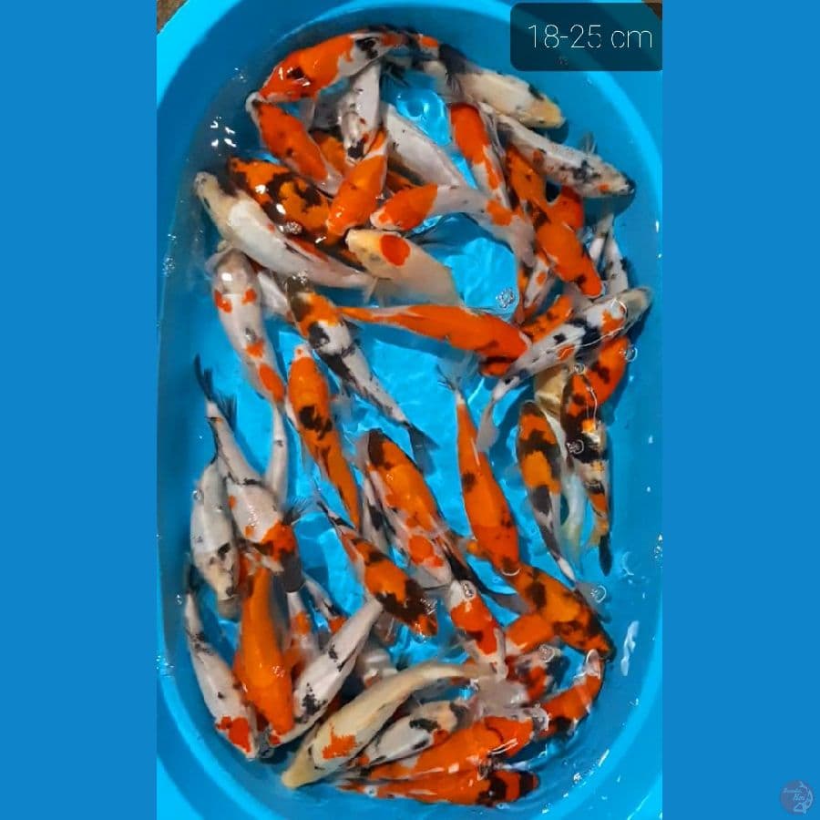 paket 50 ekor 18-25 CM