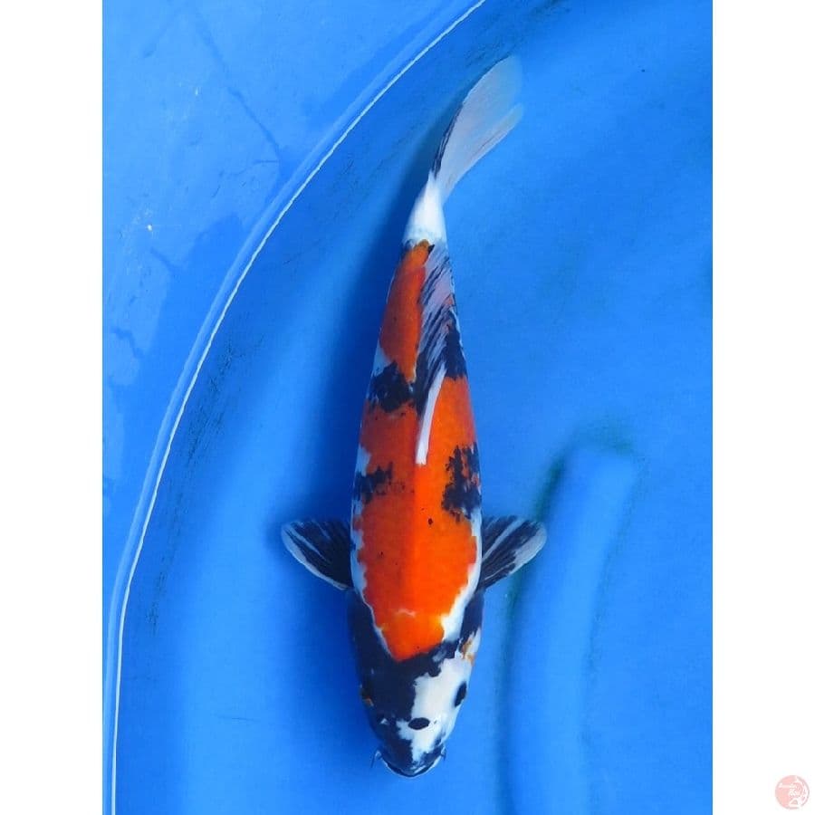 Jumbo showa - 37cm
