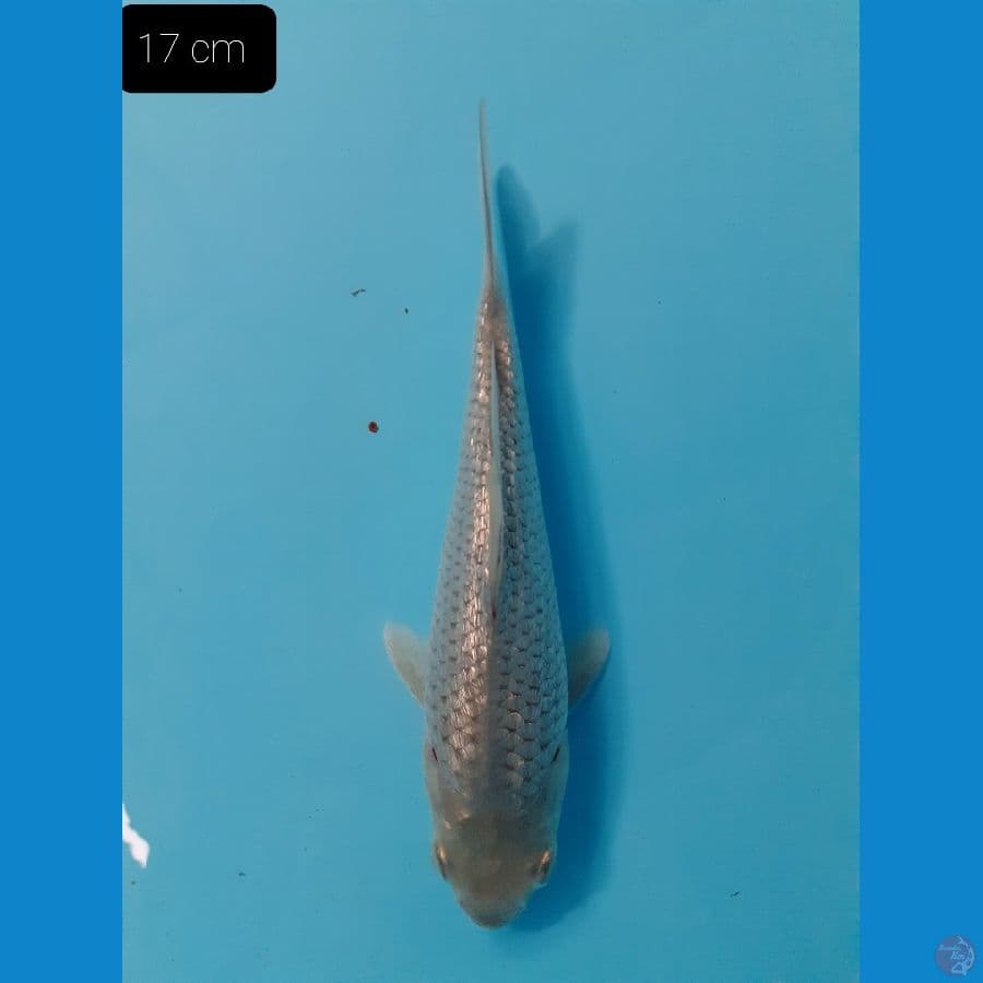 Soragoi full Gindrin 17 cm