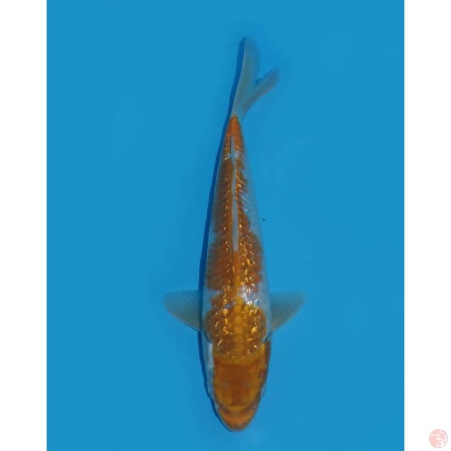 Super unique - 31cm 