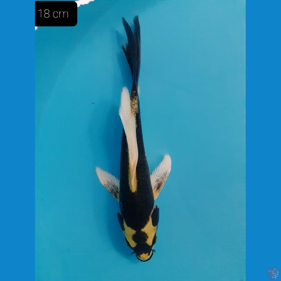 Kabuto 18 cm