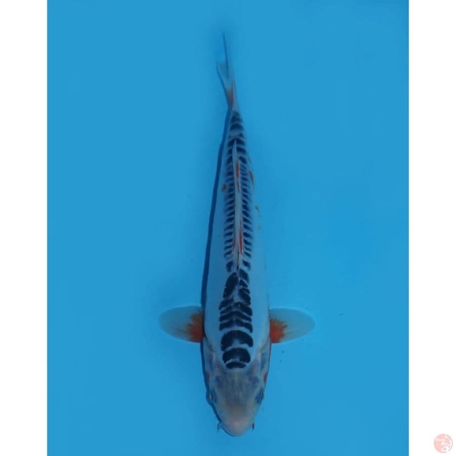 Shusui - 26cm
