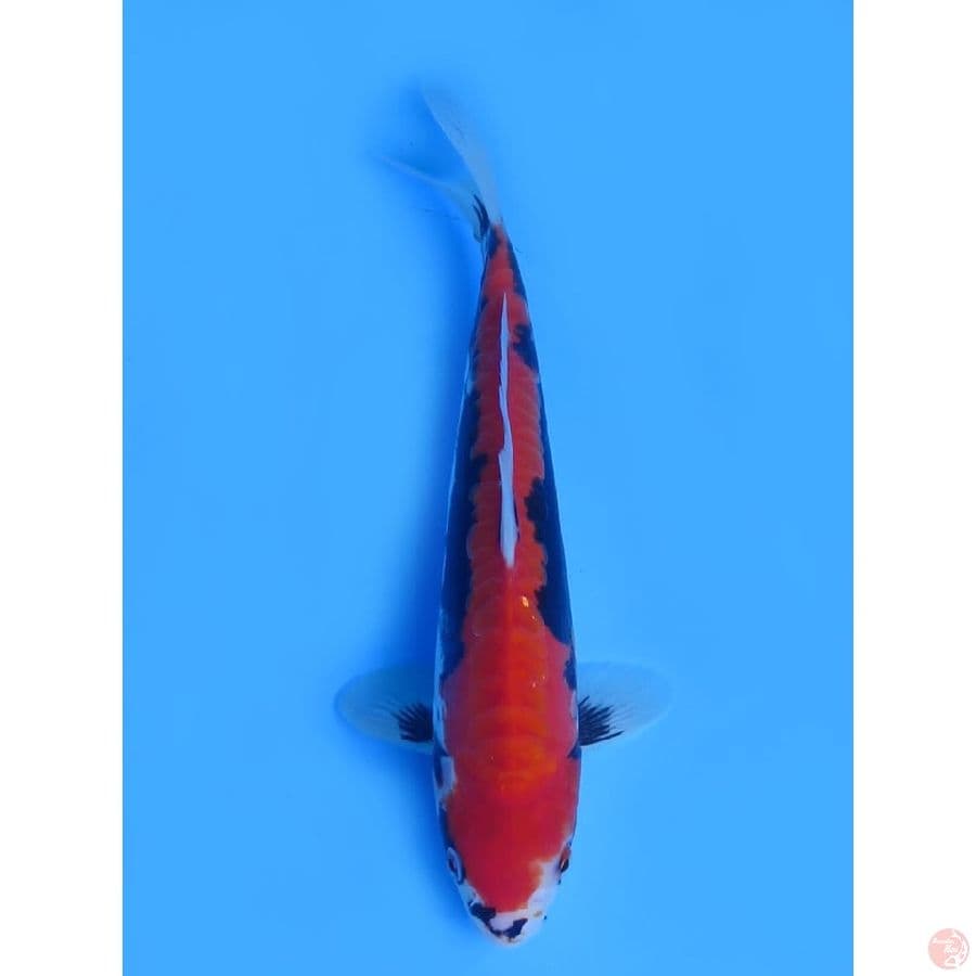 Kumonryu Strong - 29cm 