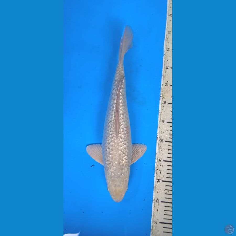 shoragoi male 43 cm ...