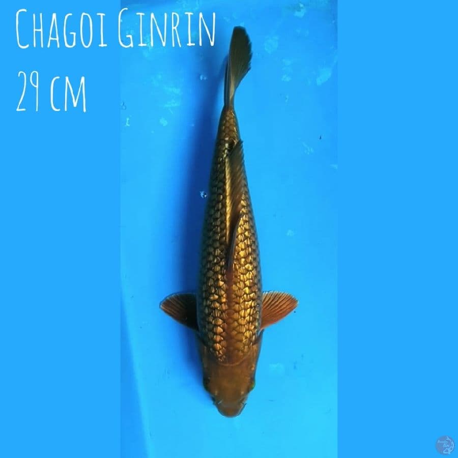 Chagoi Ginrin 29 cm