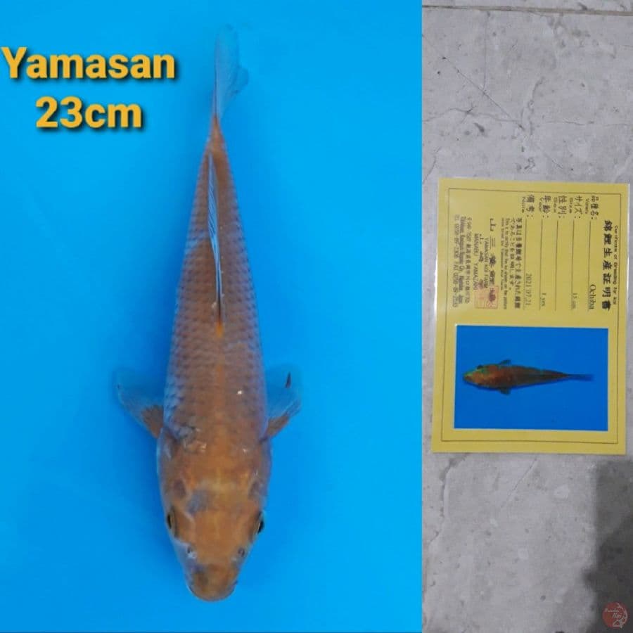 YAMASAN OCHIBA 23CM