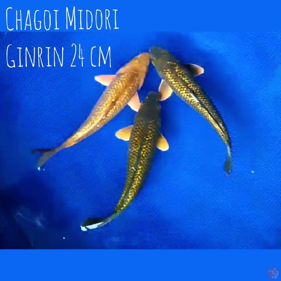 Chagoi Midori 24 cm