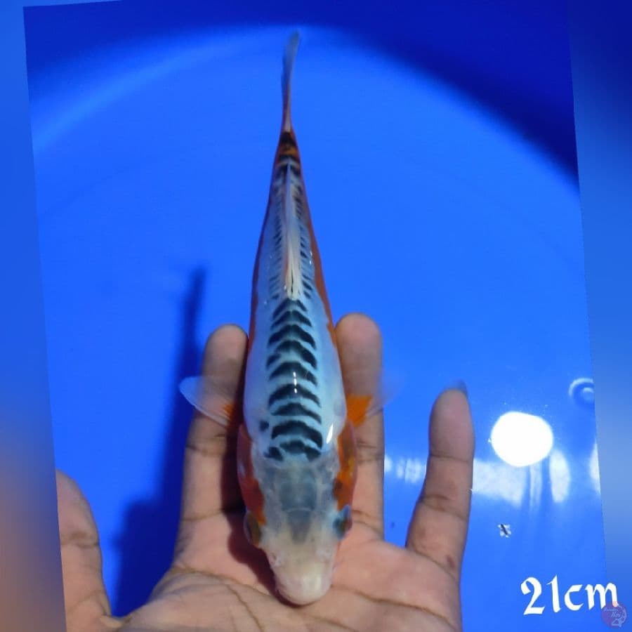 SHUSUI 21cm