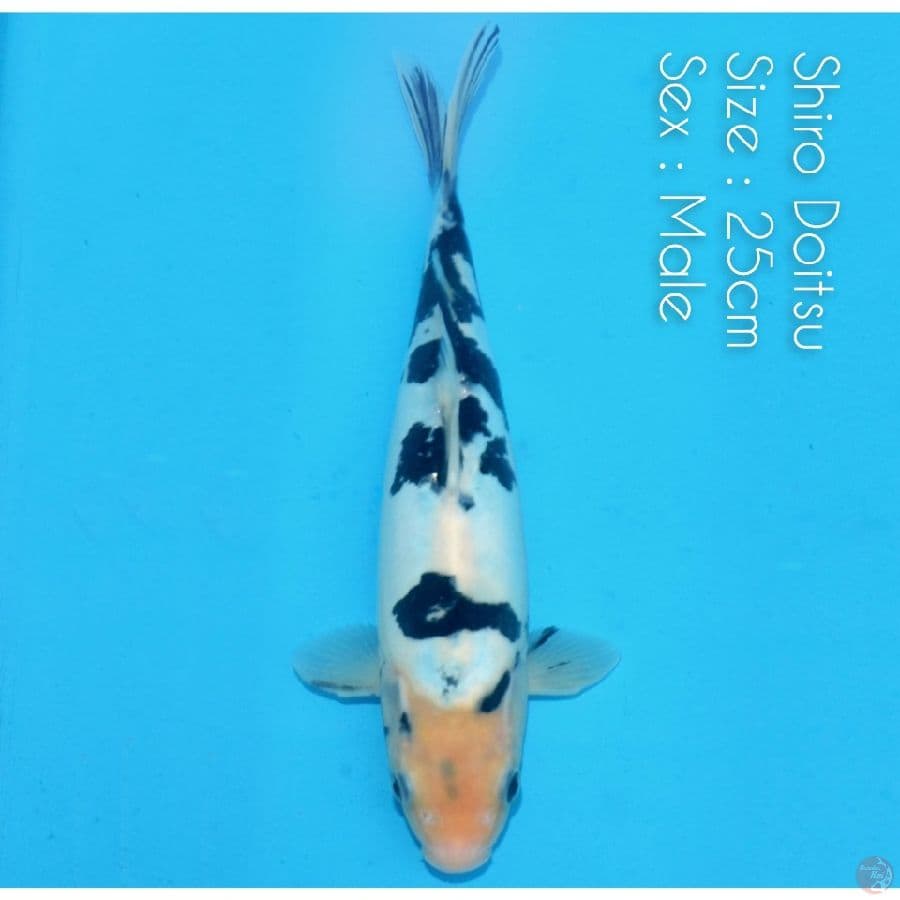Shiro Doitsu Murni mulus 27cm