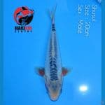 Shusui ring rapi 20cm,.