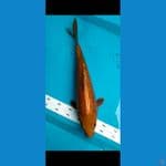 caghoi tembaga ginrin 