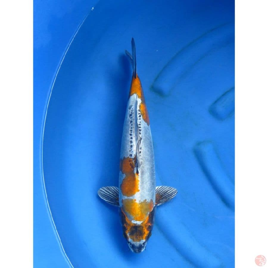Jumbo Benikiko F1 - 45cm