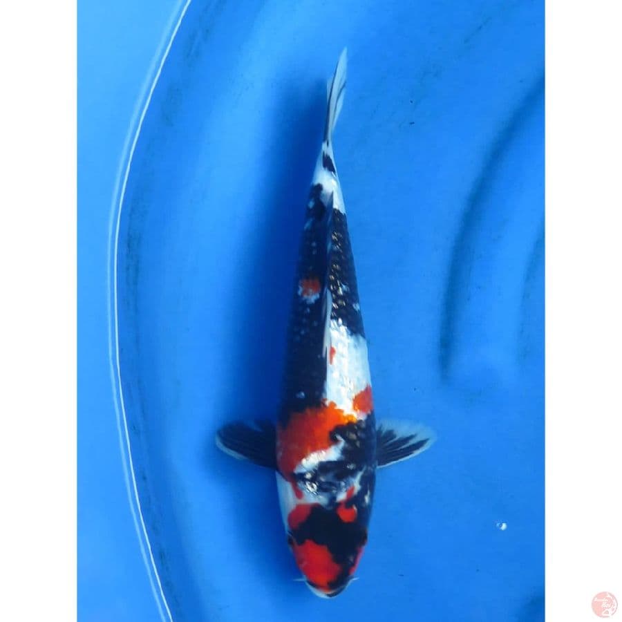 Red Showa Ginrin - 30cm