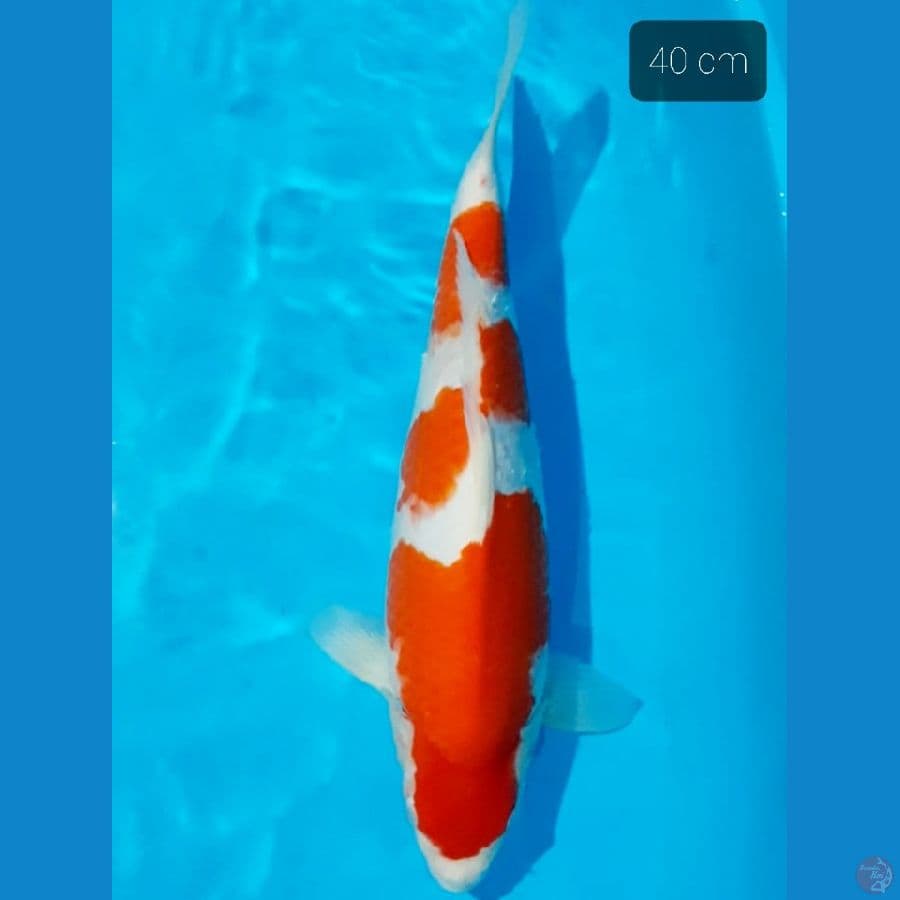 kohaku munuk 40 cm