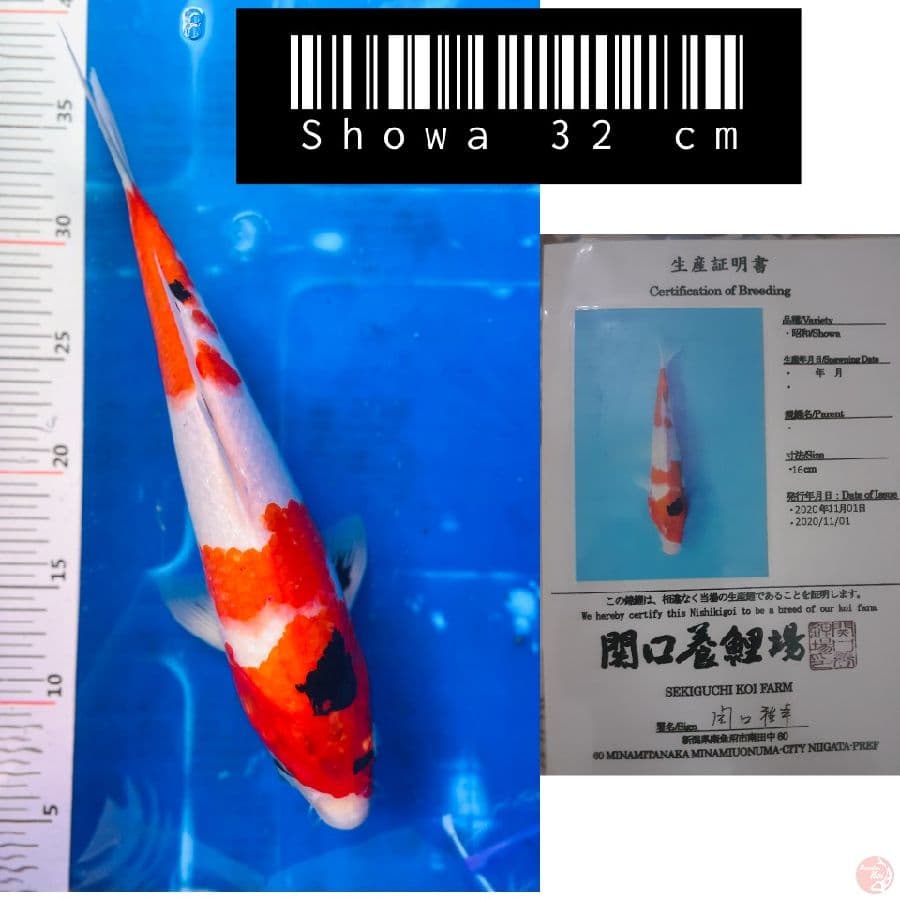 elf 059 - showa import