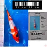 elf 059 - showa import
