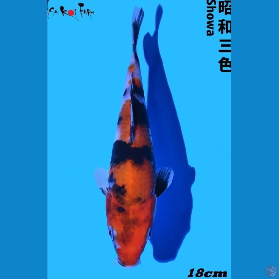 Showa Import Farm ISA