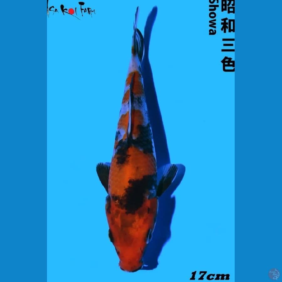 Showa Import Farm ISA