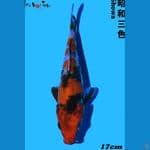 Showa Import Farm ISA