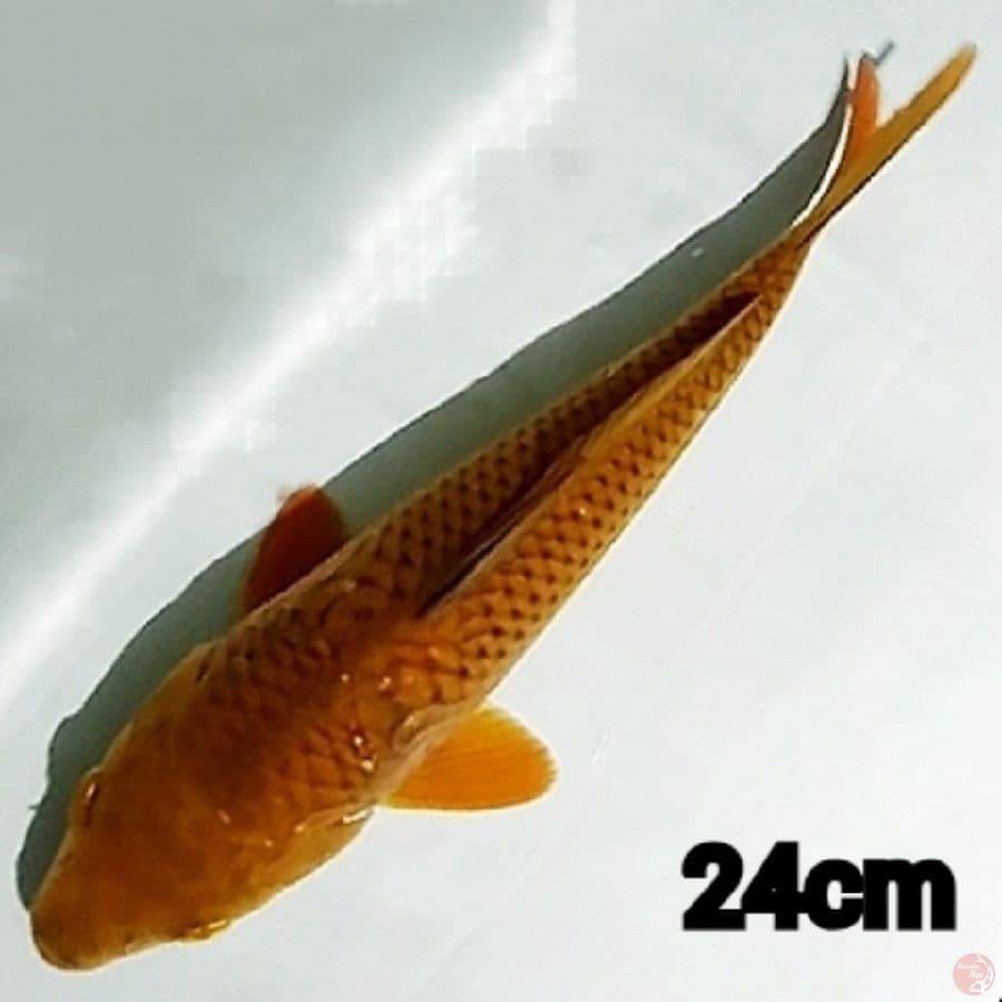 chagoi tembaga