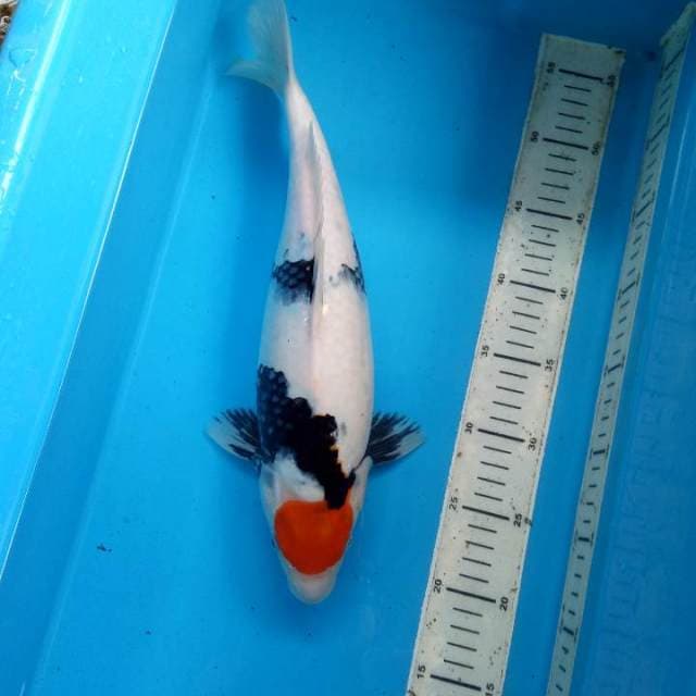 Tancho showa 37cm