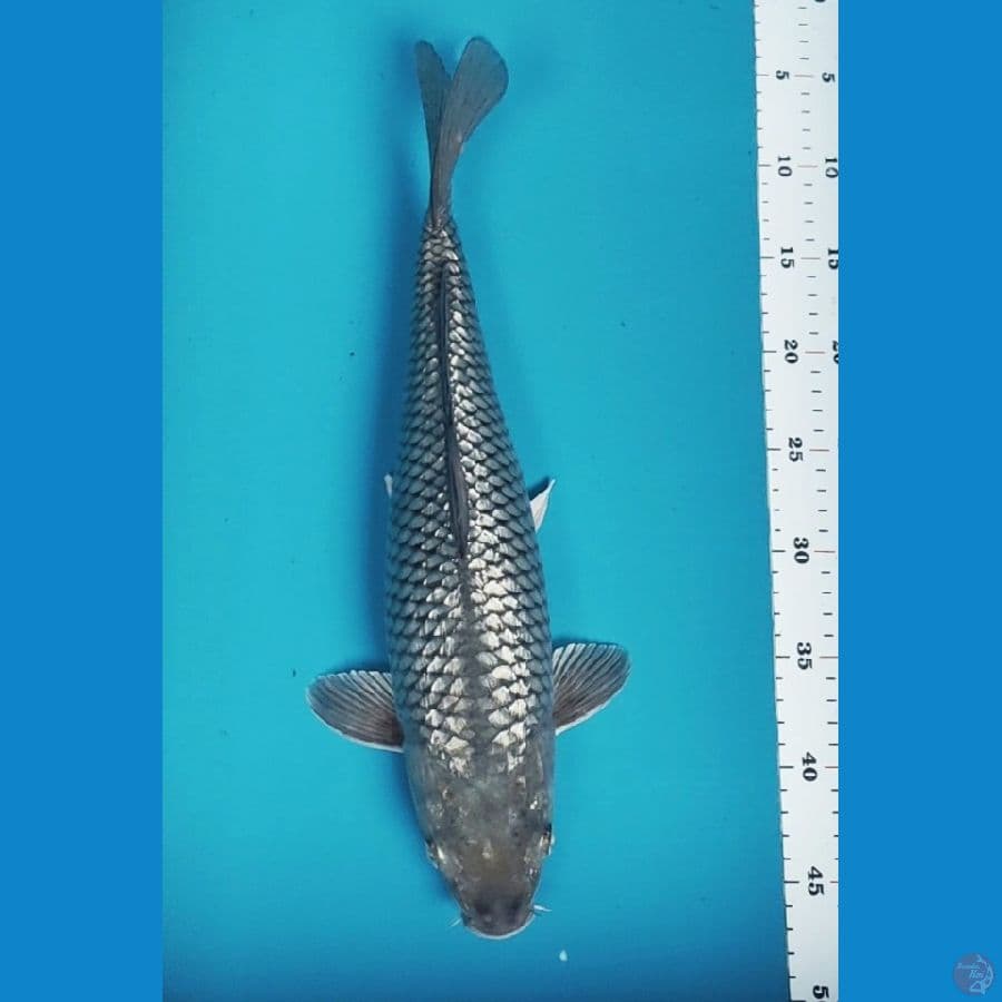 soragin 40cm fm