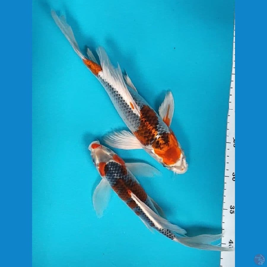 duo kumpay kujaku goshiki 24&28cm