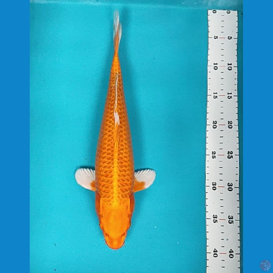 ogon corn 37cm