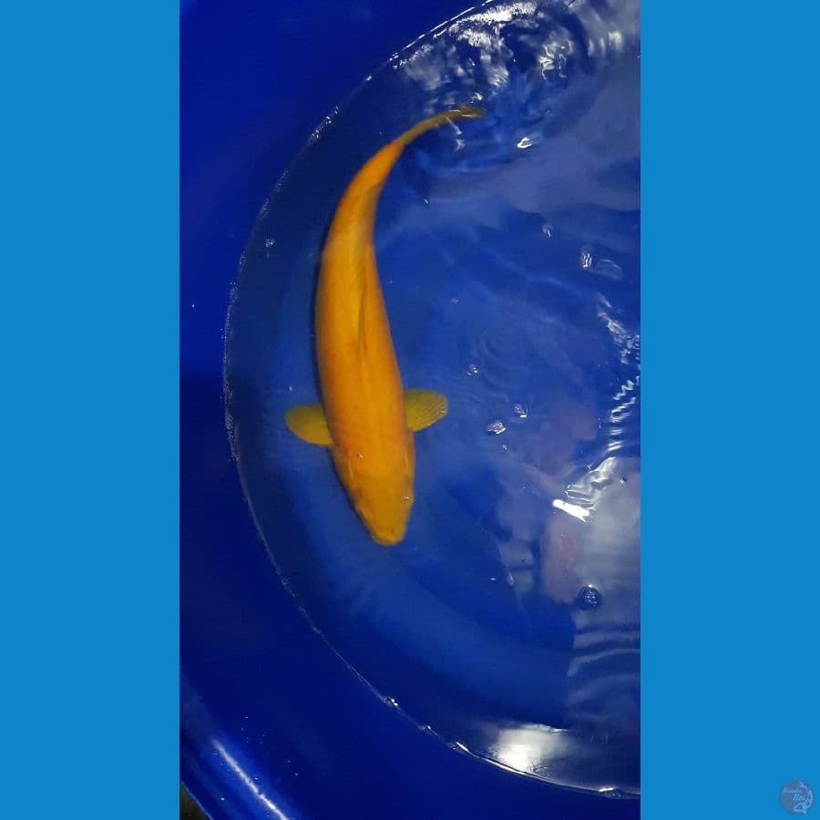 karashi 47cm/female