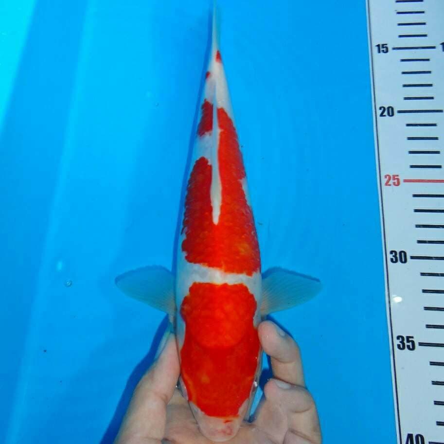 Kohaku Konohagakure Bakat jumbo Quality