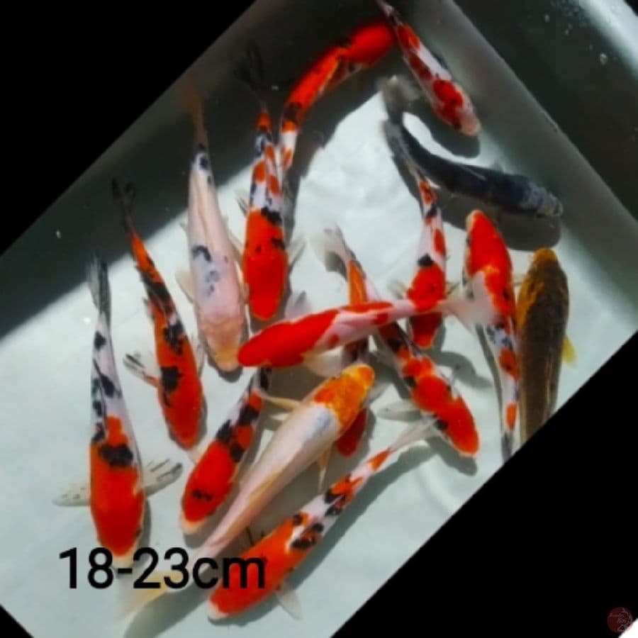 mix koi/15ekr
