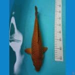 cagoi 33cm