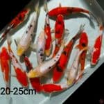 mix koi /15ekr