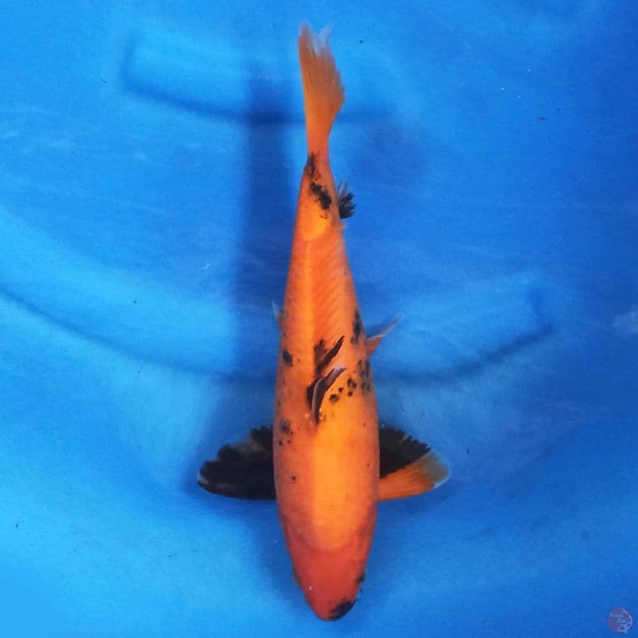 Hi Utsuri 32 cm