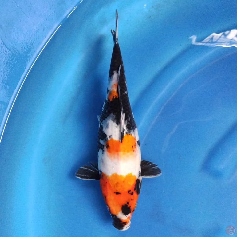 Kindai Showa 32 cm