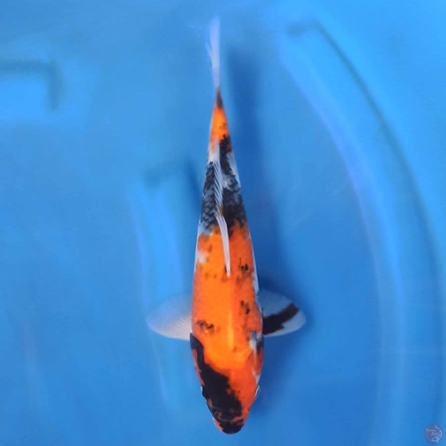 Hi Showa 24 cm
