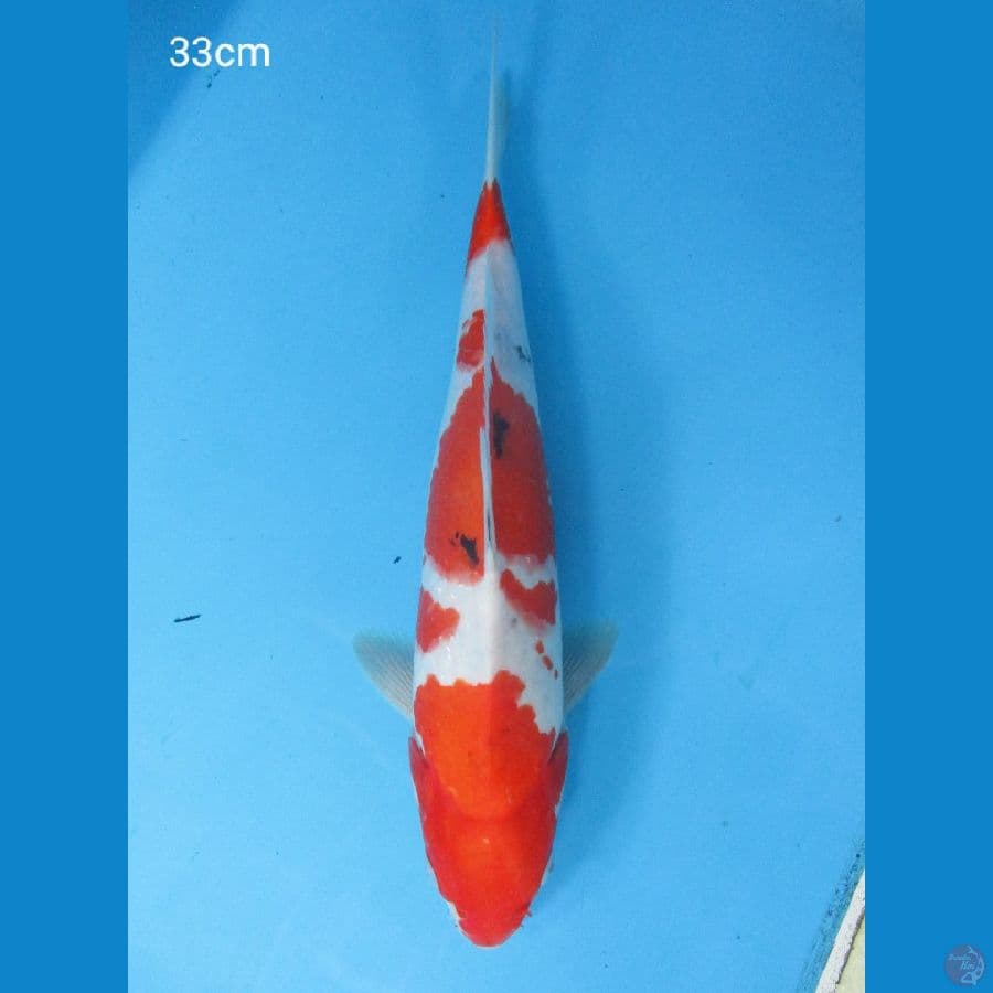 Sanke 33cm