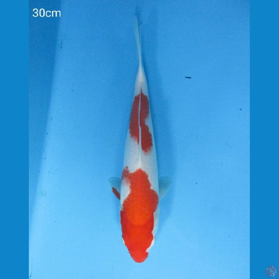 Kohaku 30cm