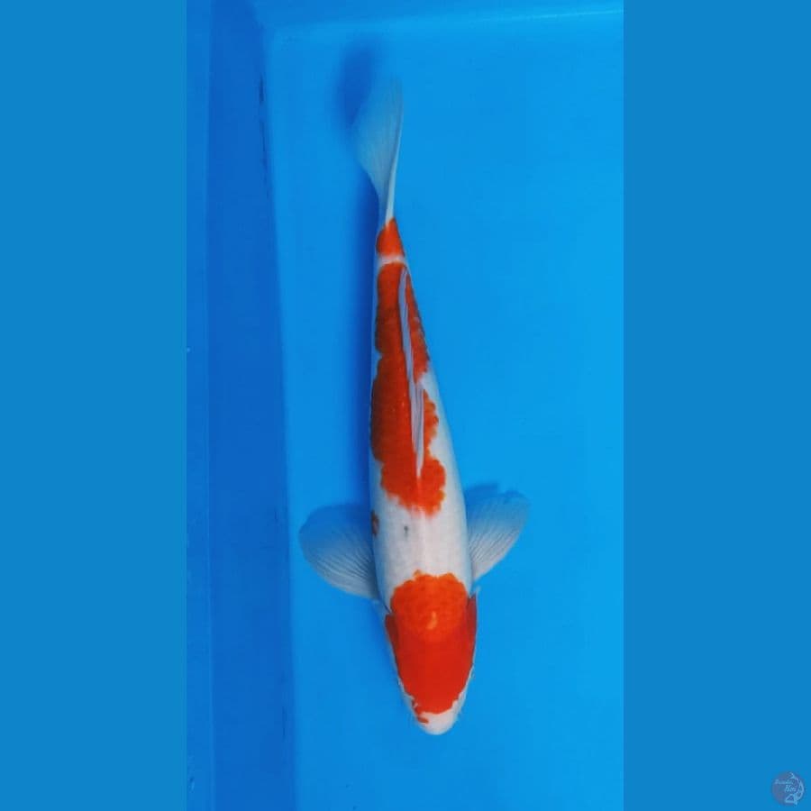 Kohaku 40 cm male