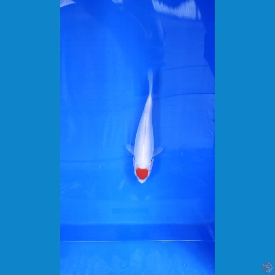 TANCO KOHAKU DOITSU MURNI 22CM