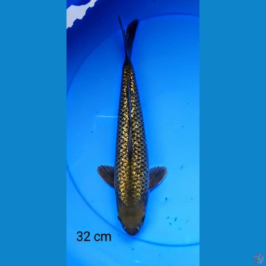chagoi ginrin punuk 3