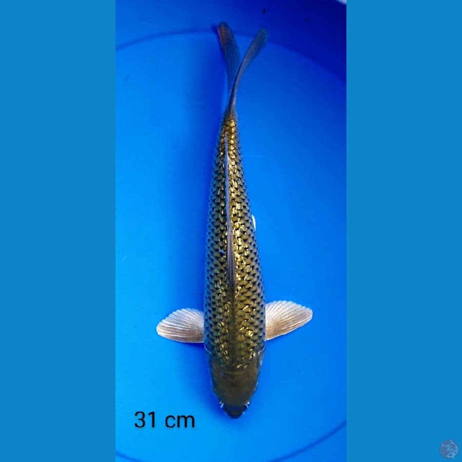 chagoi ginrin punuk 7