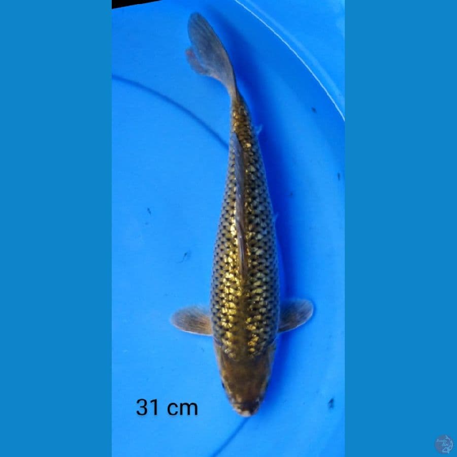 chagoi ginrin punuk 8