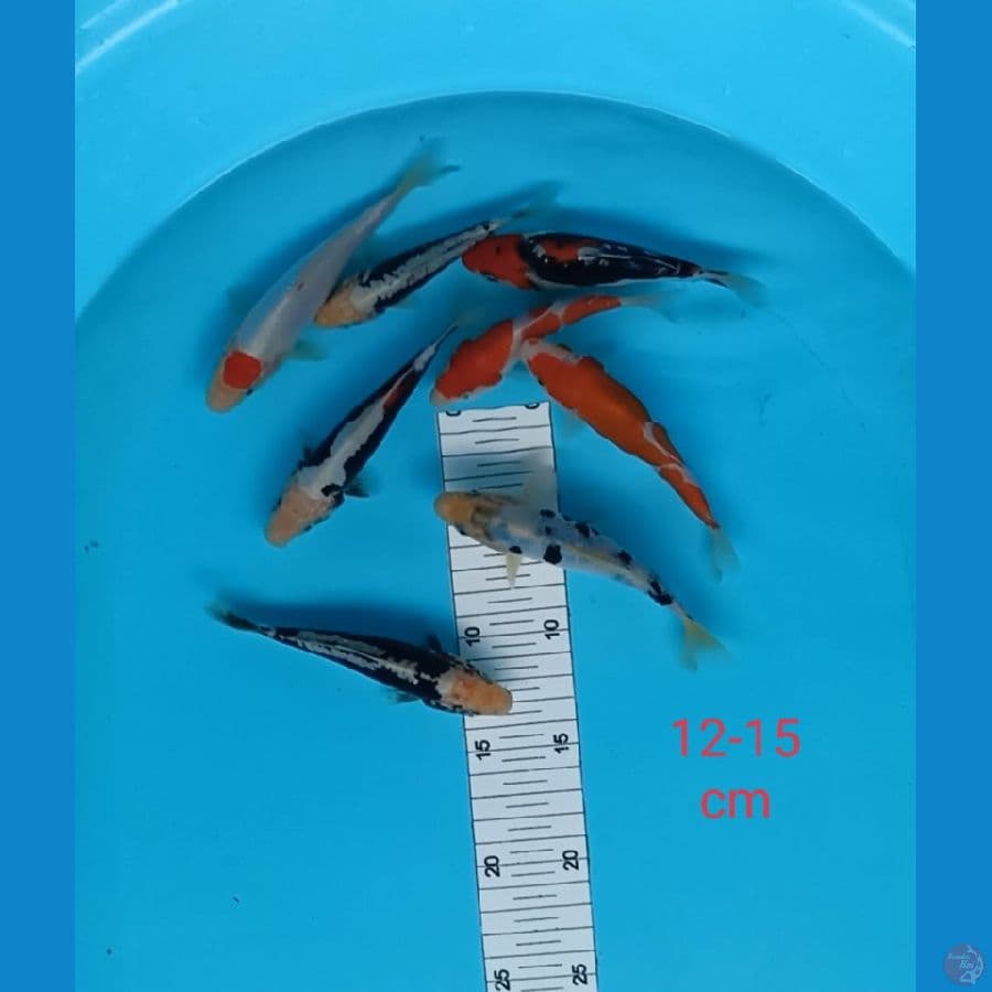 kumonryu 12-15 cm