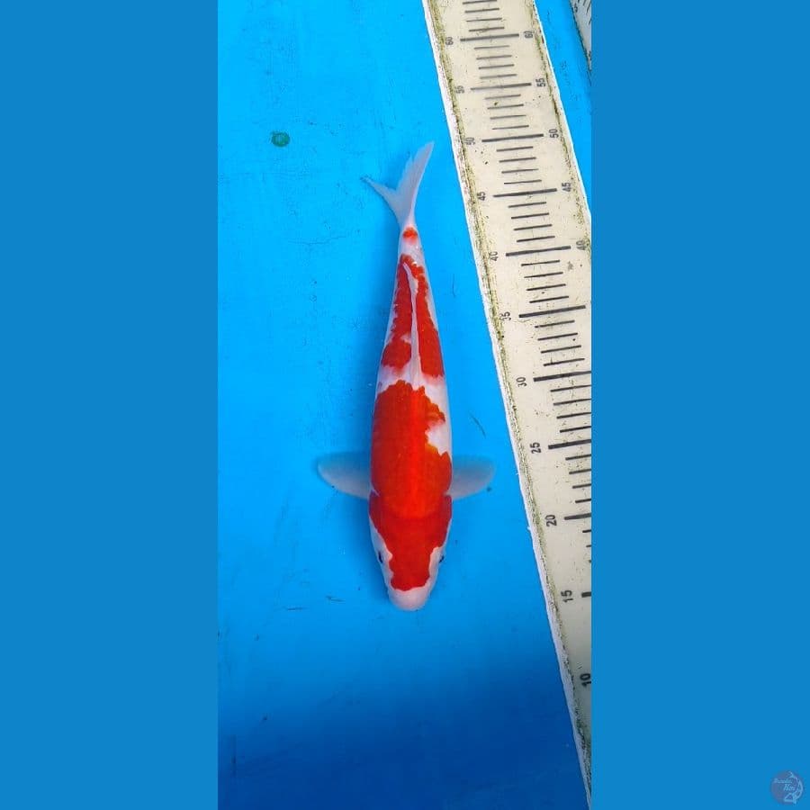 kohaku hq...... 34cm