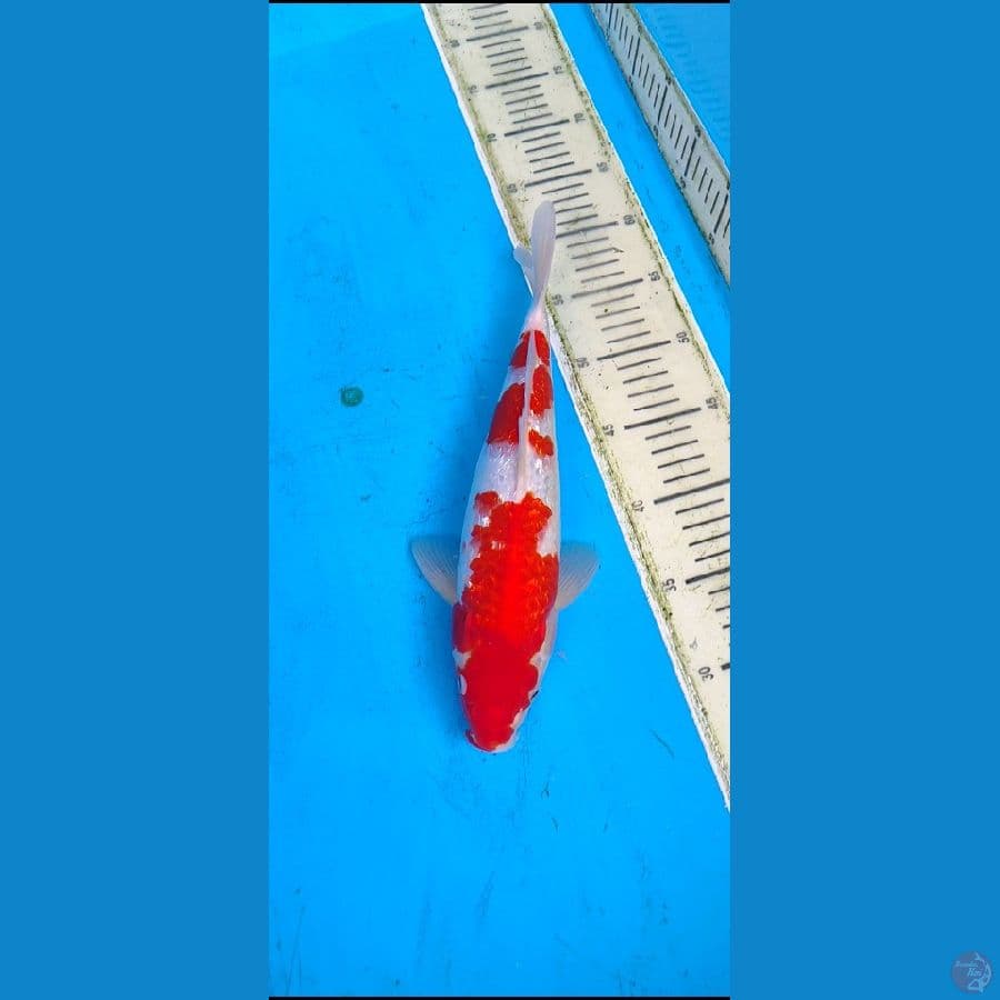 kohaku ginrin..... 33cm