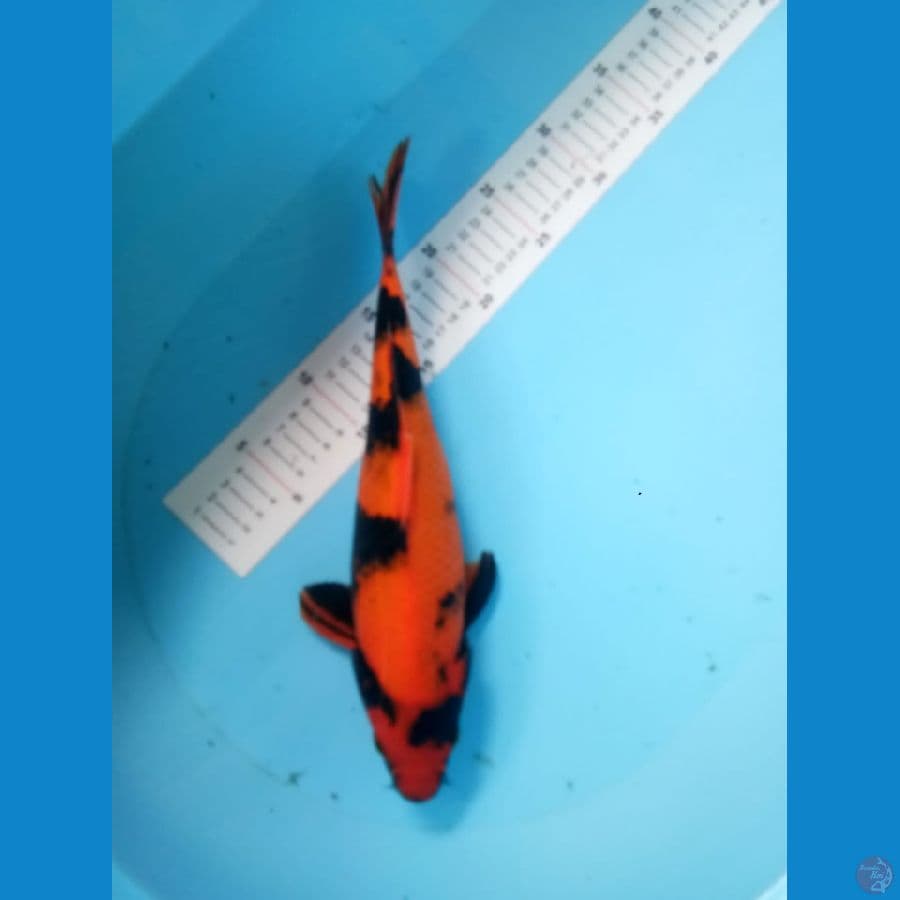 Utsuri 32 cm